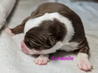 Annabelle , a female Miniature American Shepherd for sale in Griffin, GA – 7 of 10