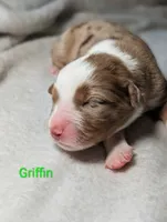 Griffin, a male Miniature American Shepherd for sale in Griffin, GA – 3 of 10