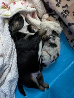 Billy, a male Miniature American Shepherd for sale in Griffin, GA – 2 of 10