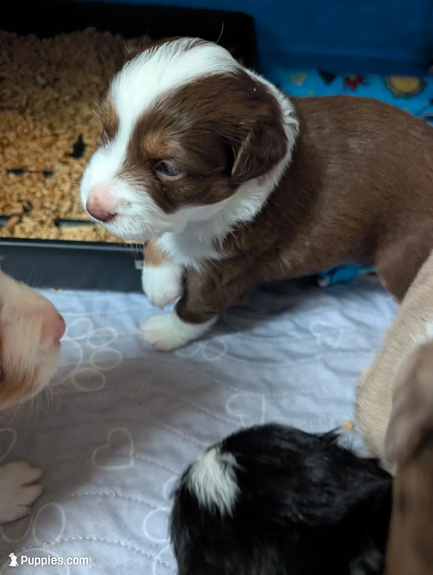 Annabelle , a female Miniature American Shepherd for sale in Griffin, GA – 5 of 10