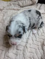 Poe, a female Miniature American Shepherd for sale in Griffin, GA – 9 of 10