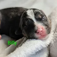 Billy, a male Miniature American Shepherd for sale in Griffin, GA – 8 of 10