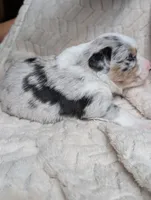Poe, a female Miniature American Shepherd for sale in Griffin, GA – 8 of 10