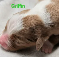 Griffin, a male Miniature American Shepherd for sale in Griffin, GA – 9 of 10