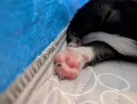 Binx , a male Miniature American Shepherd for sale in Griffin, GA – 7 of 10