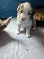 Hazel , a female Miniature American Shepherd for sale in Griffin, GA – 7 of 10