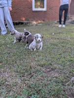 Hazel , a female Miniature American Shepherd for sale in Griffin, GA – 10 of 10
