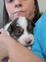 Annabelle , a female Miniature American Shepherd for sale in Griffin, GA – 10 of 10