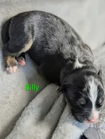 Billy, a male Miniature American Shepherd for sale in Griffin, GA – 9 of 10