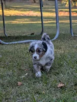 Raven, a female Miniature American Shepherd for sale in Griffin, GA – 6 of 10