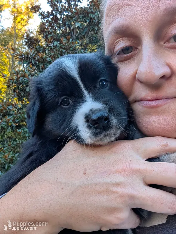Binx  – Miniature American Shepherd puppy for sale in Griffin, GA