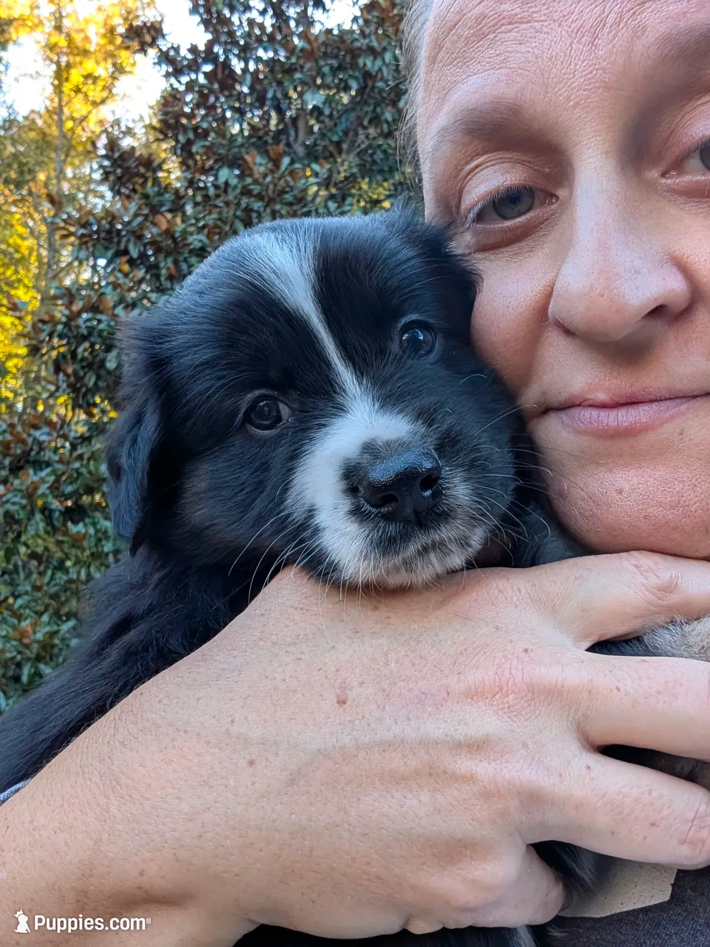 Binx , a male Miniature American Shepherd for sale in Griffin, GA – 1 of 10