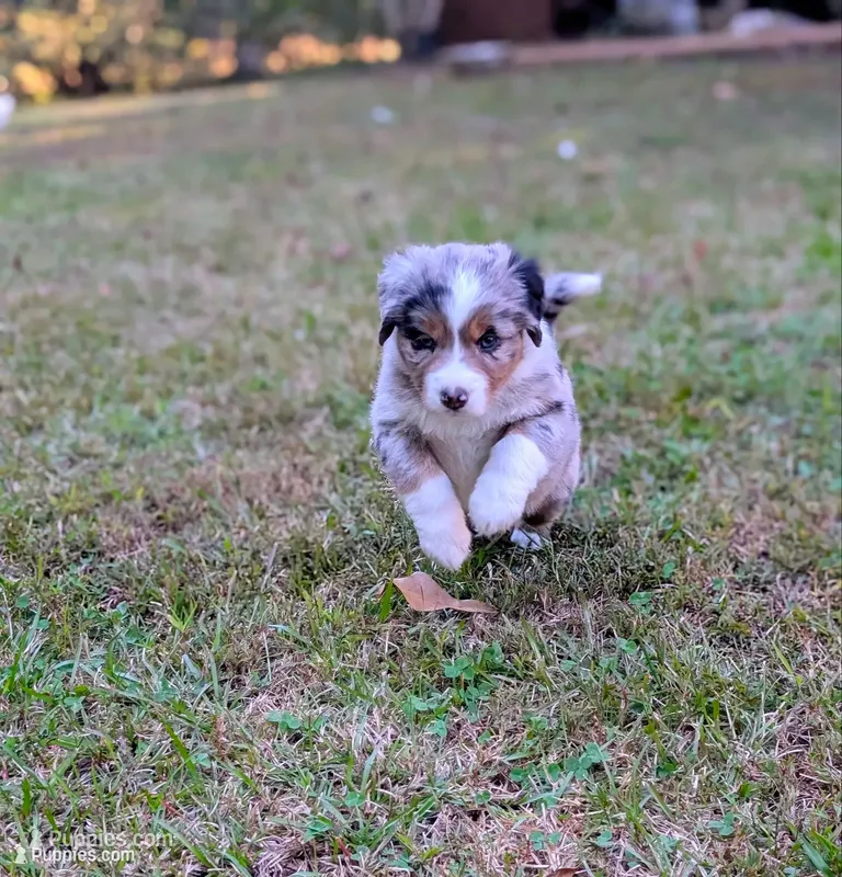 Raven – Miniature American Shepherd puppy for sale in Griffin, GA