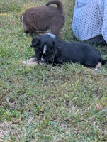 Billy, a male Miniature American Shepherd for sale in Griffin, GA – 6 of 10