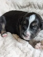 Billy, a male Miniature American Shepherd for sale in Griffin, GA – 4 of 10