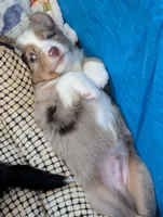 Griffin, a male Miniature American Shepherd for sale in Griffin, GA – 4 of 10