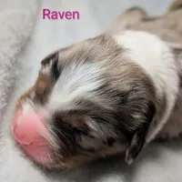 Raven, a female Miniature American Shepherd for sale in Griffin, GA – 2 of 10