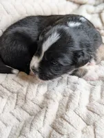 Binx , a male Miniature American Shepherd for sale in Griffin, GA – 3 of 10