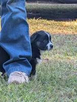 Binx , a male Miniature American Shepherd for sale in Griffin, GA – 4 of 10
