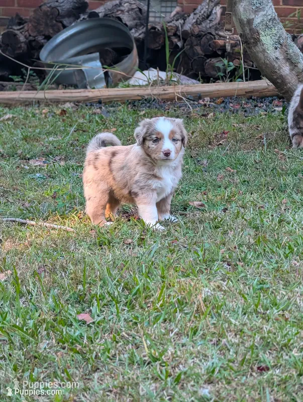 Griffin – Miniature American Shepherd puppy for sale in Griffin, GA