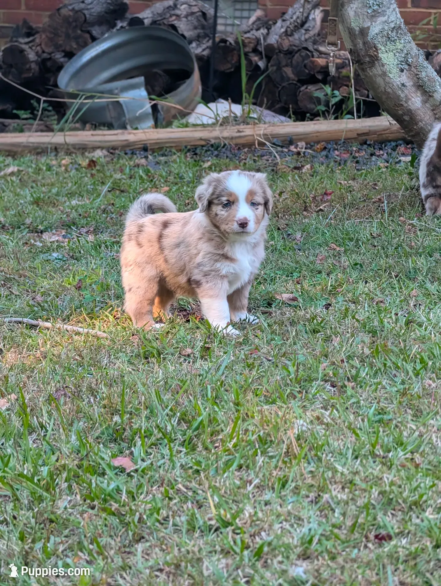 Griffin, a male Miniature American Shepherd for sale in Griffin, GA – 1 of 10