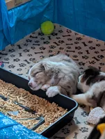 Griffin, a male Miniature American Shepherd for sale in Griffin, GA – 2 of 10