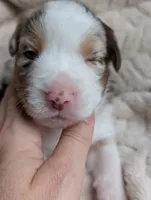 Hazel , a female Miniature American Shepherd for sale in Griffin, GA – 9 of 10
