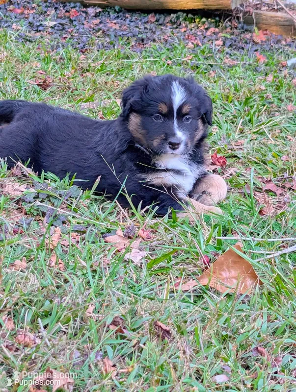 Billy – Miniature American Shepherd puppy for sale in Griffin, GA