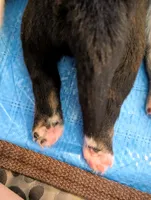 Binx , a male Miniature American Shepherd for sale in Griffin, GA – 5 of 10