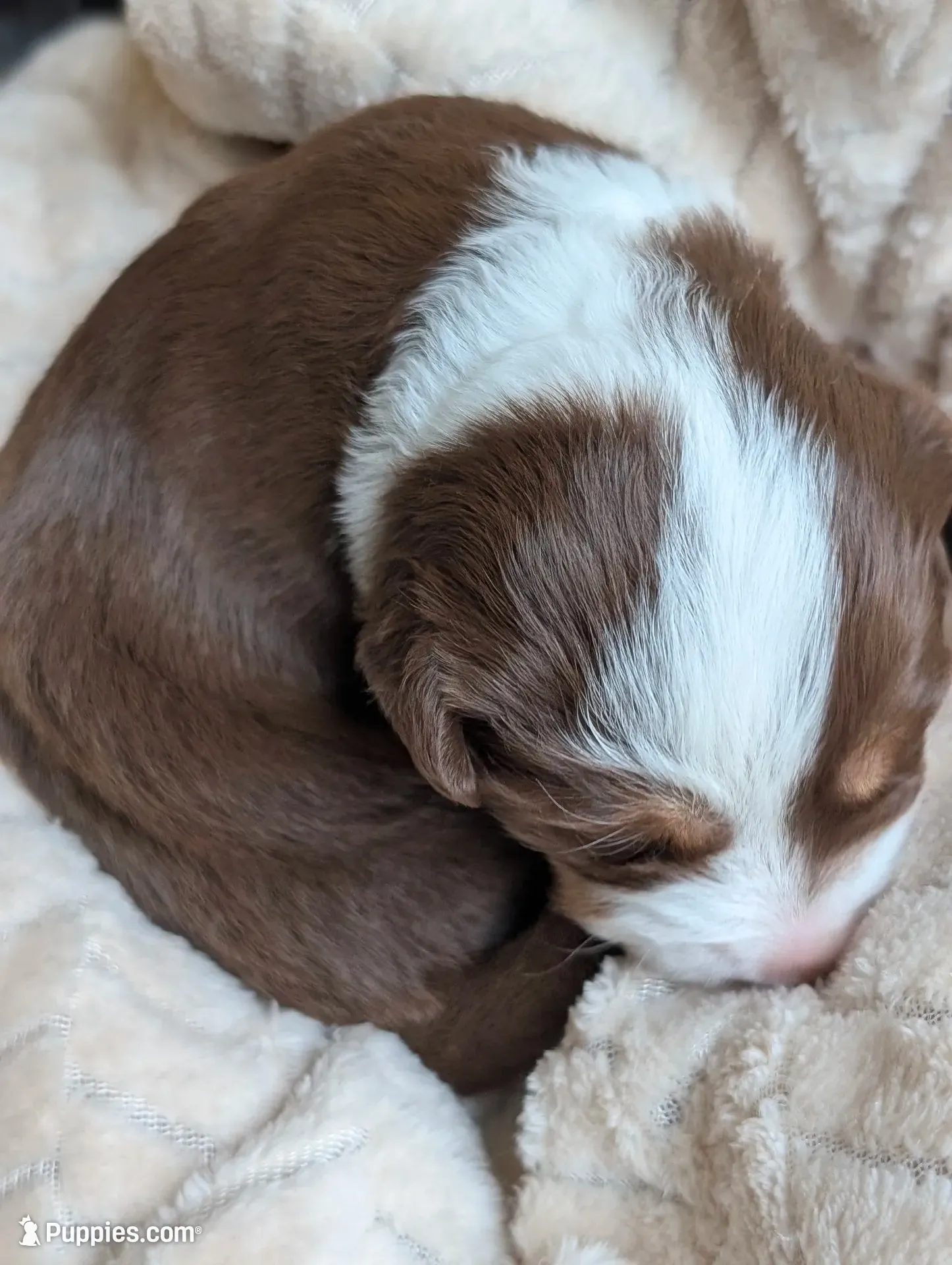 Annabelle , a female Miniature American Shepherd for sale in Griffin, GA – 2 of 10