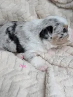 Poe, a female Miniature American Shepherd for sale in Griffin, GA – 4 of 10