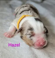 Hazel , a female Miniature American Shepherd for sale in Griffin, GA – 2 of 10