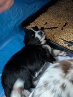 Binx , a male Miniature American Shepherd for sale in Griffin, GA – 6 of 10