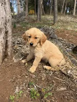 Bella, a female Golden Retriever for sale in Harrisonburg, VA – Photo 2 of 3