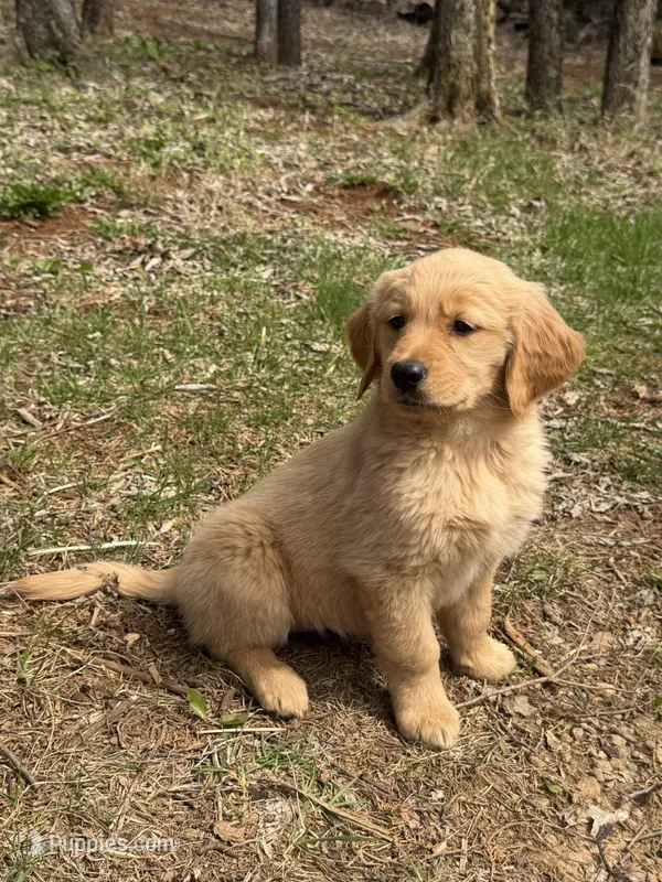 Bella – Golden Retriever puppy for sale in Harrisonburg, VA