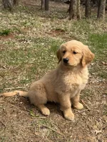Bella, a female Golden Retriever for sale in Harrisonburg, VA – Photo 1 of 3