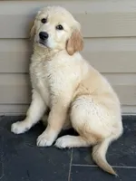 Brûlée, a female Golden Retriever for sale in Harrisonburg, VA – 2 of 3