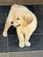 Maggie, a female Golden Retriever for sale in Harrisonburg, VA – 4 of 4