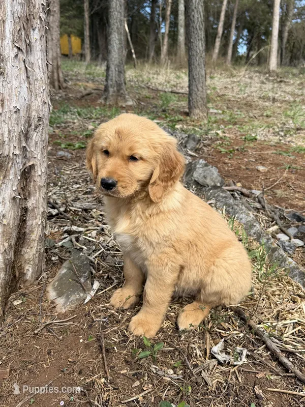 Bruno – Golden Retriever puppy for sale in Harrisonburg, VA