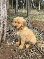 Bruno, a male Golden Retriever for sale in Harrisonburg, VA – Photo 1 of 4