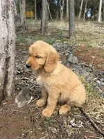 Bruno, a male Golden Retriever for sale in Harrisonburg, VA – Photo 2 of 4
