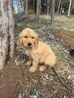 Bruno, a male Golden Retriever for sale in Harrisonburg, VA – Photo 4 of 4