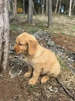 Bruno, a male Golden Retriever for sale in Harrisonburg, VA – Photo 3 of 4