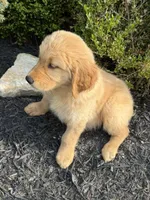 Floyd, a male Golden Retriever for sale in Harrisonburg, VA – 2 of 4