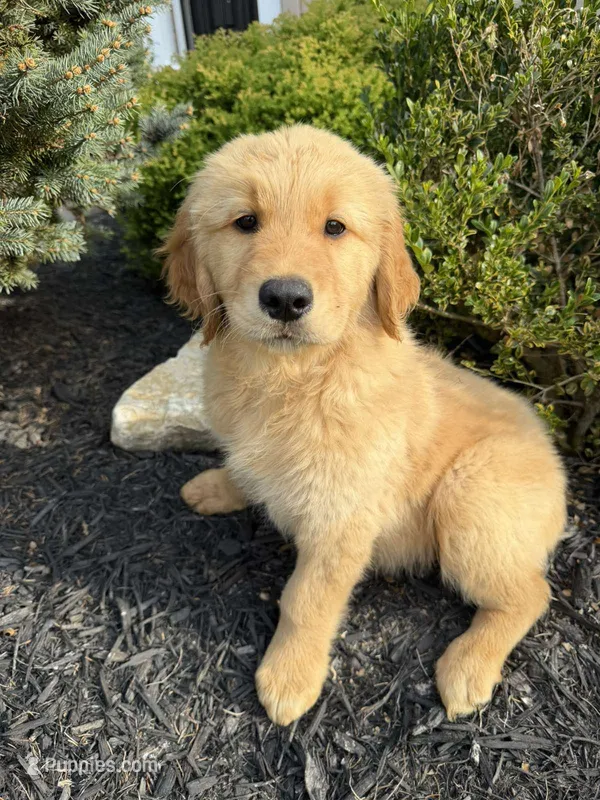 Floyd – Golden Retriever puppy for sale in Harrisonburg, VA