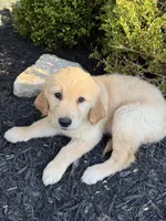 Brûlée, a female Golden Retriever for sale in Harrisonburg, VA – 3 of 3