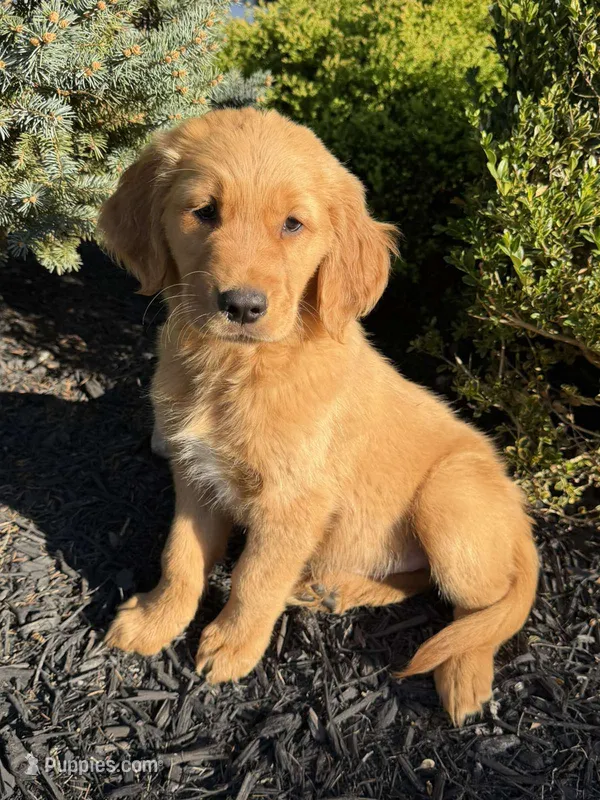 Ralph – Golden Retriever puppy for sale in Harrisonburg, VA