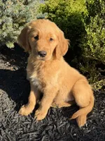 Ralph, a male Golden Retriever for sale in Harrisonburg, VA – 1 of 2