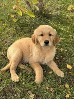 Floyd, a male Golden Retriever for sale in Harrisonburg, VA – 4 of 4