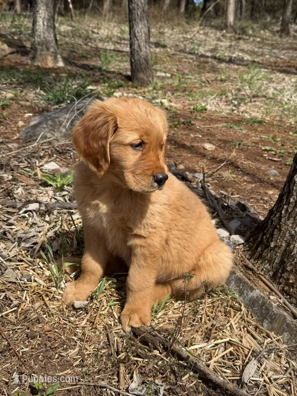 Maximus  – Golden Retriever puppy for sale in Harrisonburg, VA